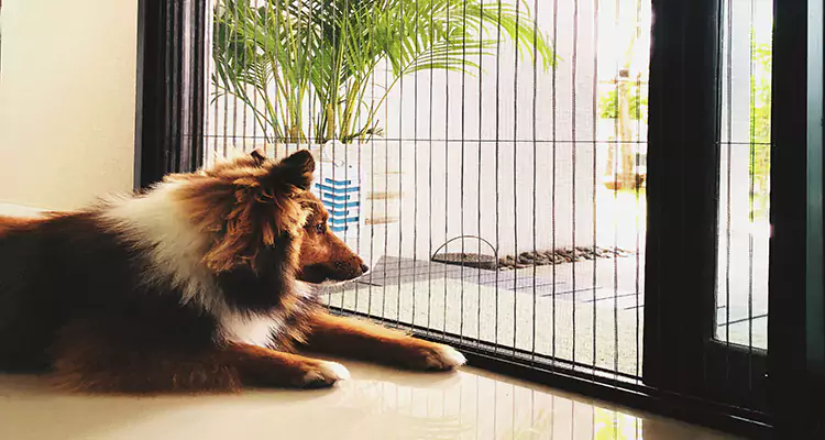 Sliding Screen Pet Door Repair in Sun City Center, FL