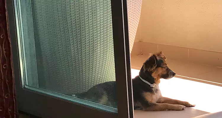 French Door Pet Screen Repair in Sun City Center, FL